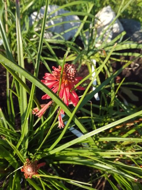 Kniphofia poco red - Flori perene