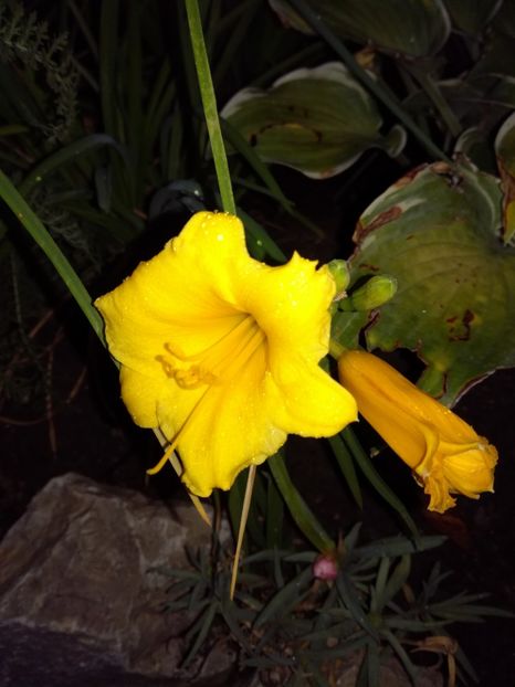 Hemerocallis Stella D'oro - Hemerocallis 2020