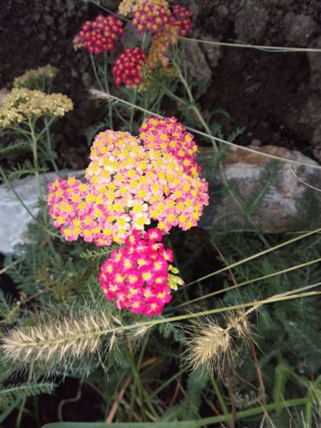 Achillea Millefolium Paprika - Flori perene