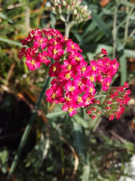 Achillea Millefolium Paprika - Flori perene