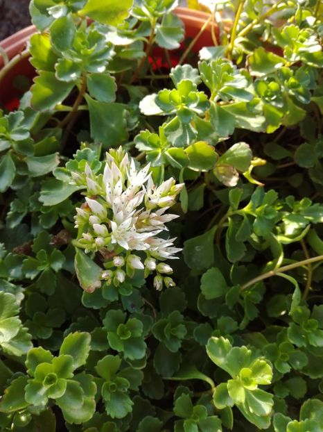 Sedum Spurium Summer Snow - Suculente