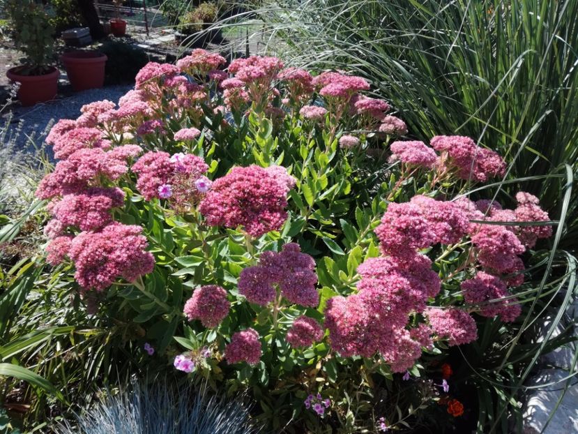 Sedum Spectabile Autumn Joy - Flori perene