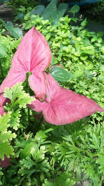 SYNGONIUM - 00 CAUT ACESTE PLANTE