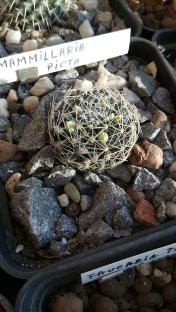 01.02.2019 - Mammillaria picta