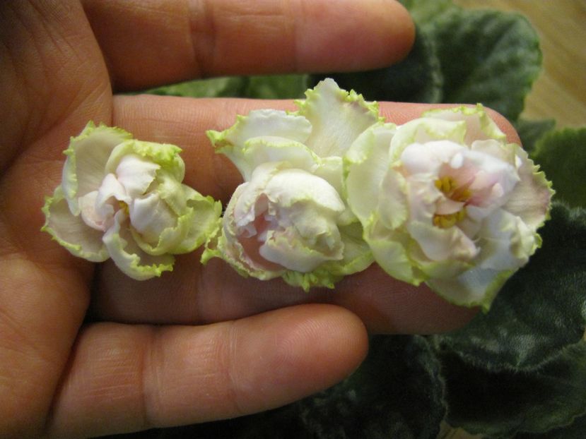  - ZZLE Parnaskya Roza