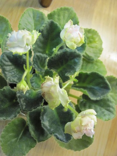  - ZZLE Parnaskya Roza