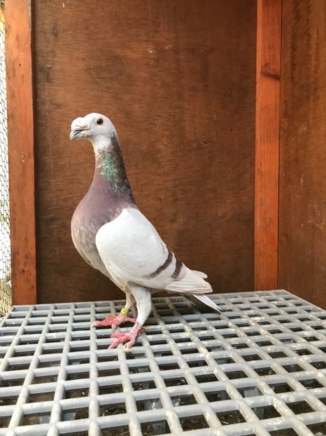 2413AE66-692D-4DAD-84E9-191F6E11CC33 - Italieni Vanduti