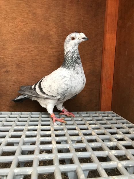 66584C25-2F65-4B30-9A05-08CADEACF893 - Italieni Vanduti