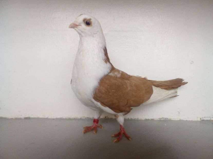  - PORUMBEI CARE MI AU APARTINUT