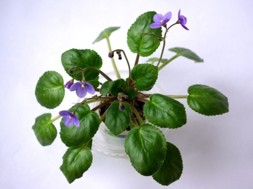 Specia Saintpaulia rupicola, crescută de colecționari români - Violeta africană