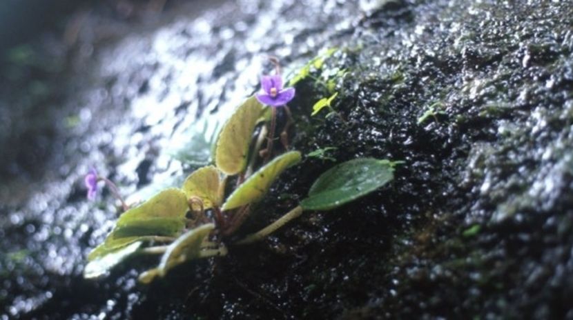 Specie de violetă care se găsește astăzi în rezervațiile din Tanzania - Violeta africană