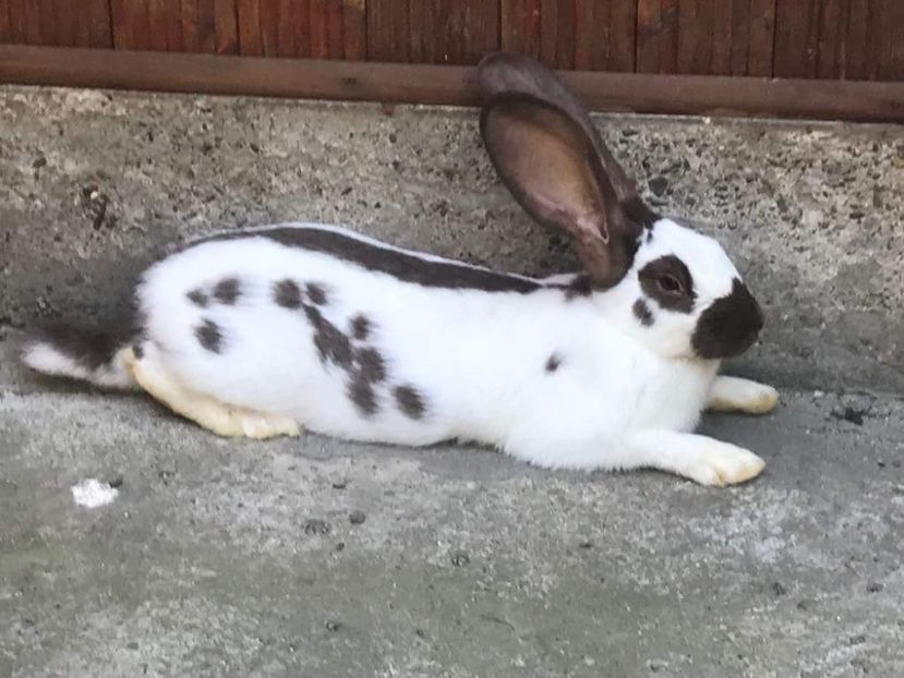 received_2032896096755491 - Fluture german havana 2019