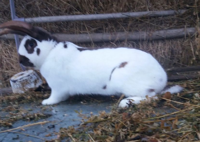  - Fluture german havana 2019