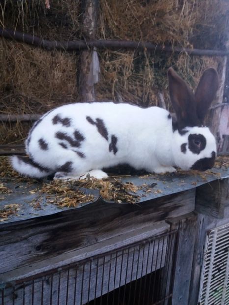 Femela 2018 - Fluture german havana 2019