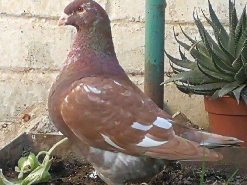 F 2016 - 4-Poze Suplimentare AGH