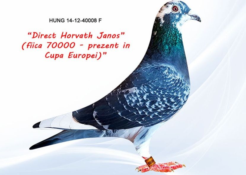 HUN 14-12-40008 F, fiica din Europa Kupa - Horvath Janos - porumbei voiajori