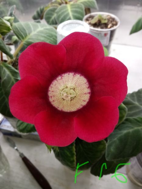 Nr16 - Gloxinii din semințele obținute de mine 2018-2019