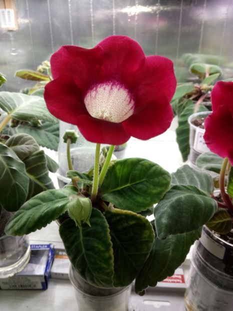 Nr 16 - Gloxinii din semințele obținute de mine 2018-2019