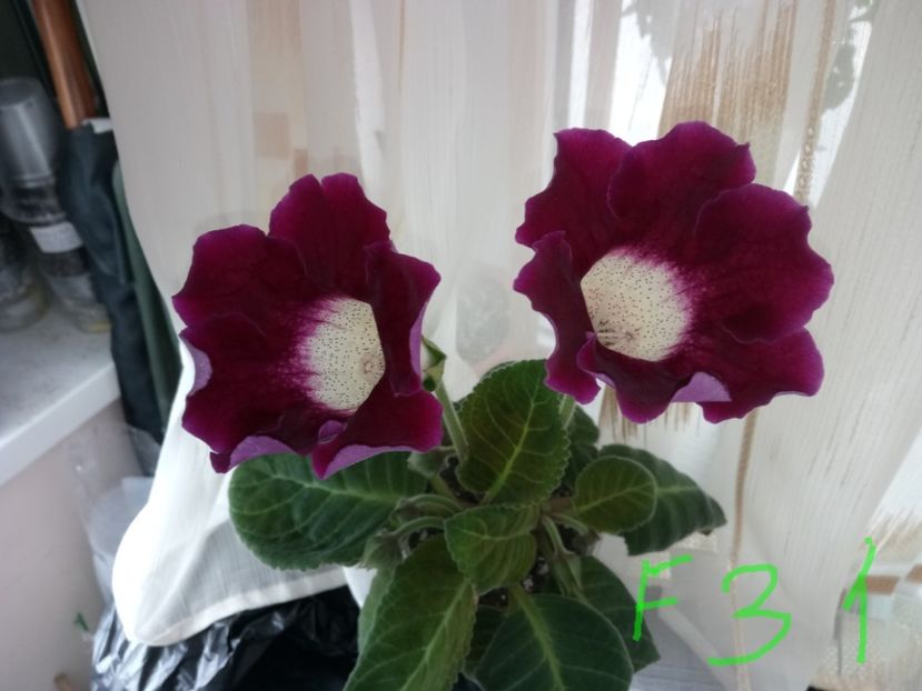 Nr31 - Gloxinii din semințele obținute de mine 2018-2019