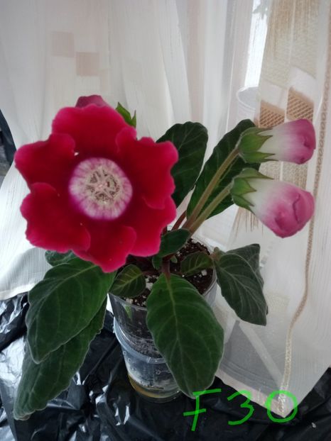 Nr30 - Gloxinii din semințele obținute de mine 2018-2019