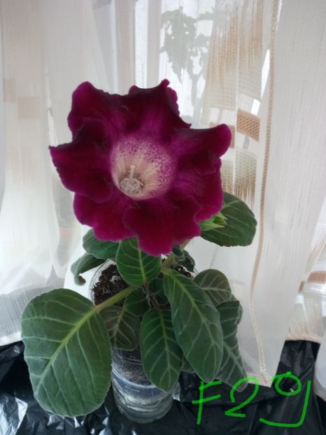 Nr29 - Gloxinii din semințele obținute de mine 2018-2019