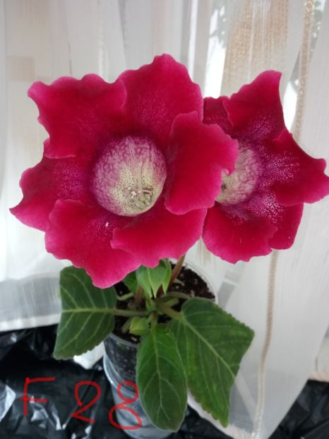 Nr 28 - Gloxinii din semințele obținute de mine 2018-2019