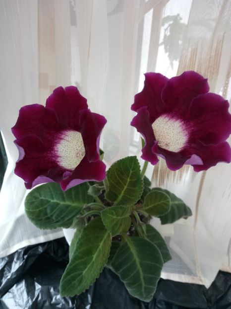 Nr31 - Gloxinii din semințele obținute de mine 2018-2019