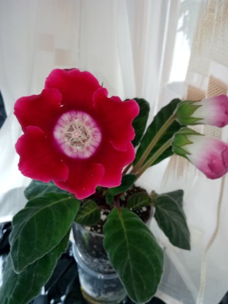 Nr30 - Gloxinii din semințele obținute de mine 2018-2019