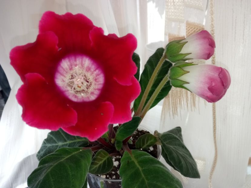 Nr30 - Gloxinii din semințele obținute de mine 2018-2019