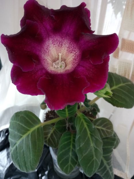 Nr 29 - Gloxinii din semințele obținute de mine 2018-2019