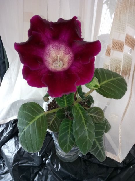 Nr29 - Gloxinii din semințele obținute de mine 2018-2019