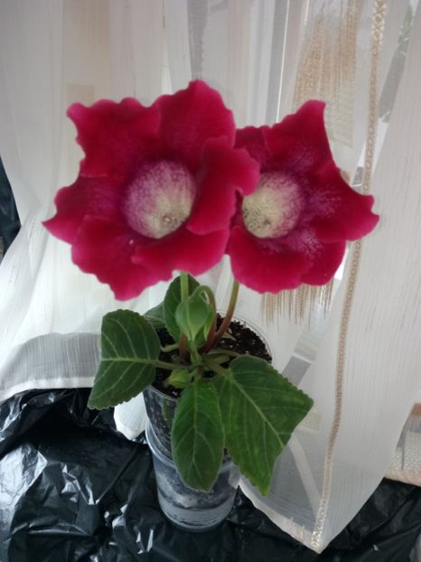 Nr28 - Gloxinii din semințele obținute de mine 2018-2019