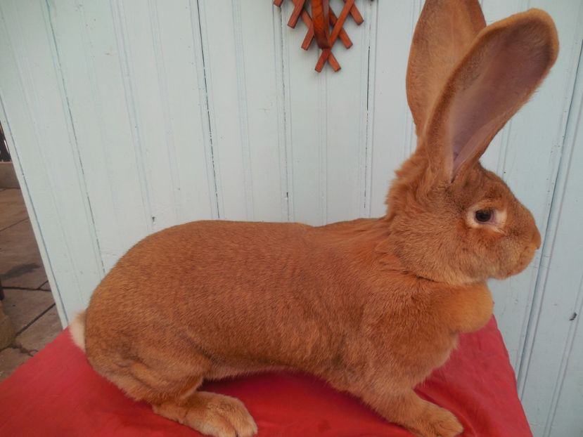 Campioana regionala Sv 2019..96,5 P - 3 FEMELA 96-5 P CAMPION