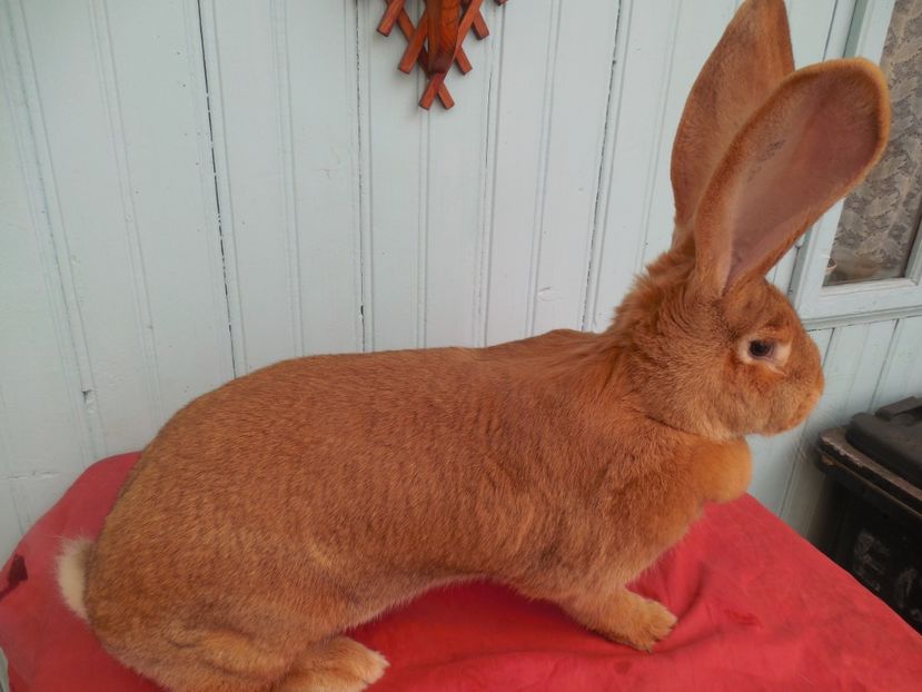  - 3 FEMELA 96-5 P CAMPION