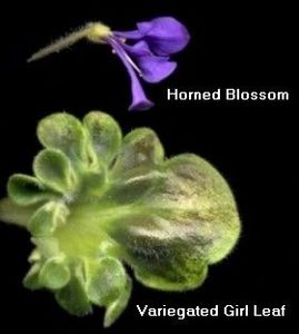  - Senk s Horned Blossom