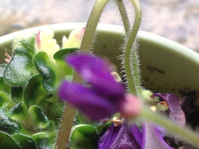  - Senk s Horned Blossom