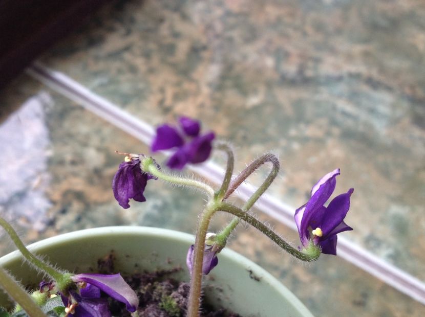  - Senk s Horned Blossom