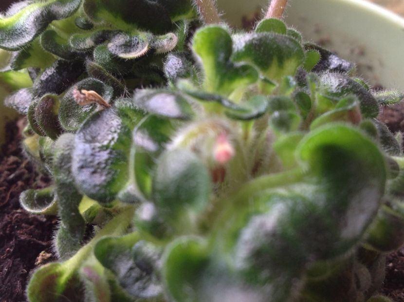  - Senk s Horned Blossom