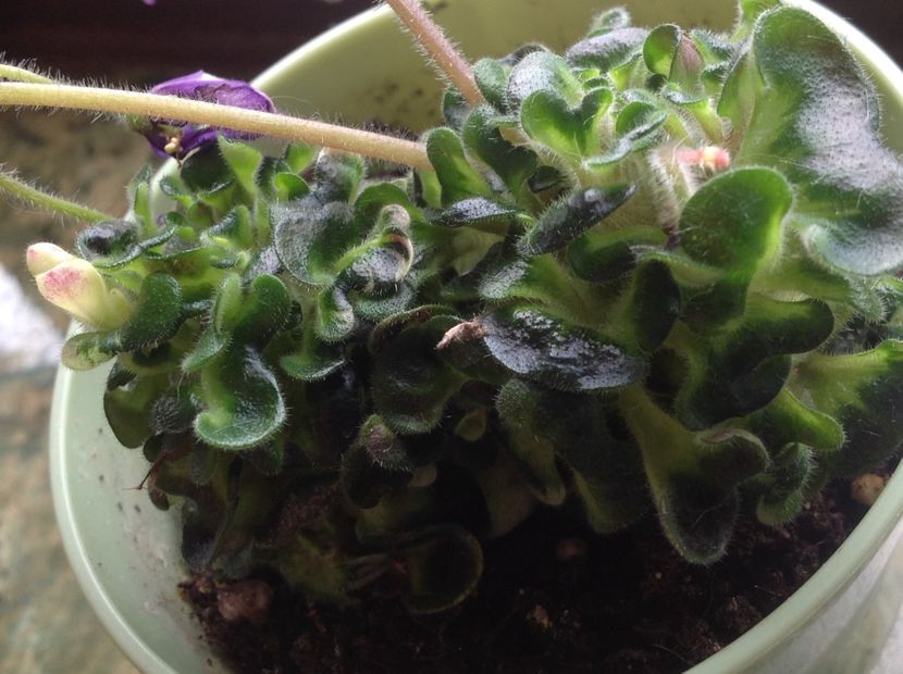  - Senk s Horned Blossom