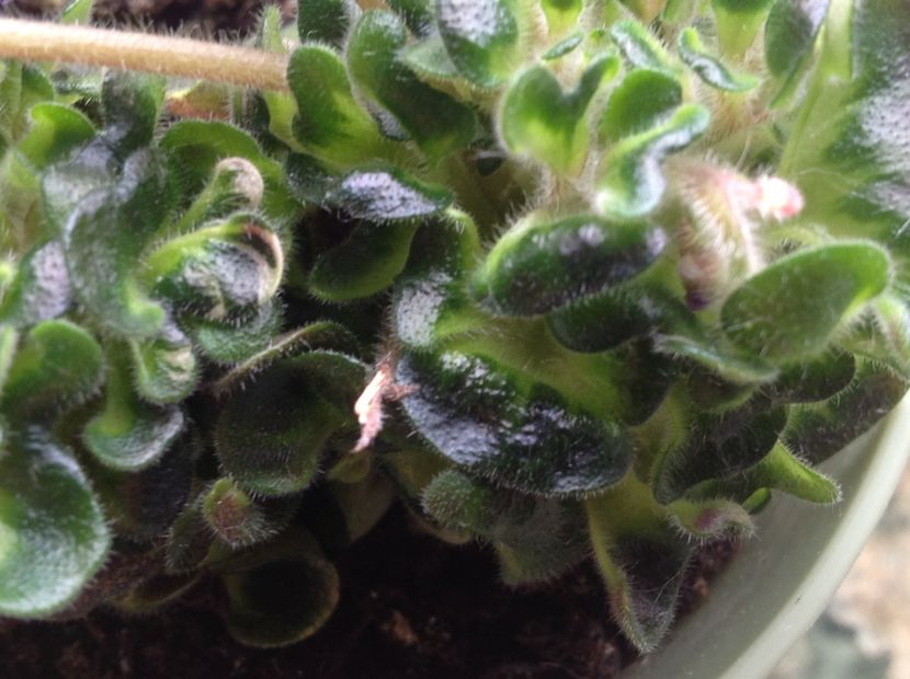  - Senk s Horned Blossom