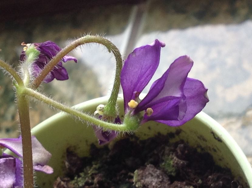  - Senk s Horned Blossom