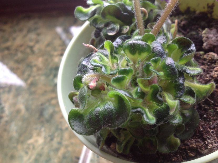  - Senk s Horned Blossom