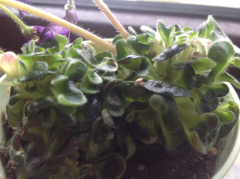  - Senk s Horned Blossom