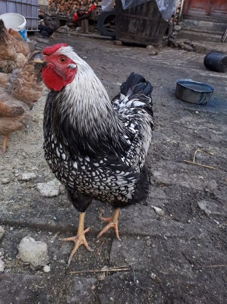  - Wyandotte argintiu