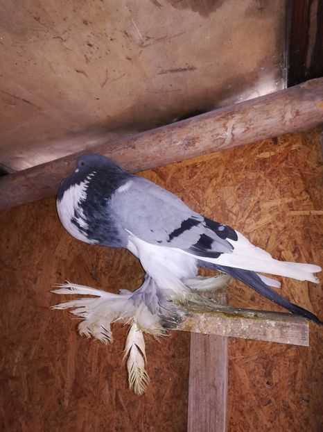  - Gusati de pomerania