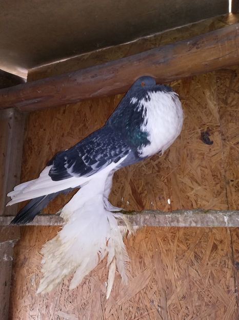  - Gusati de pomerania