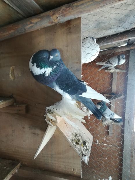  - Gusati de pomerania