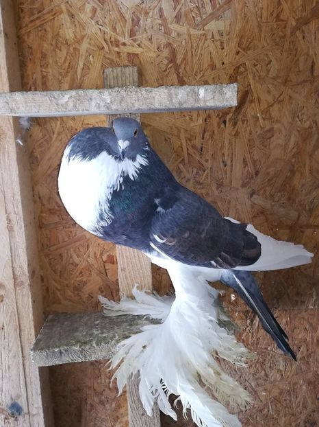  - Gusati de pomerania