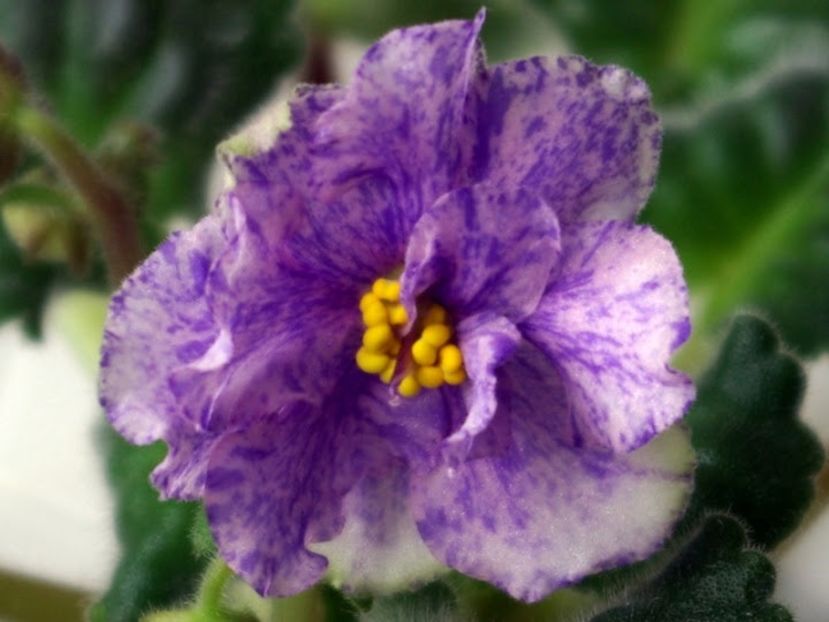 LE Pisanka - AA Violete in colecție poze net