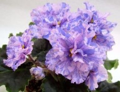 LE Pisanka - AA Violete in colecție poze net